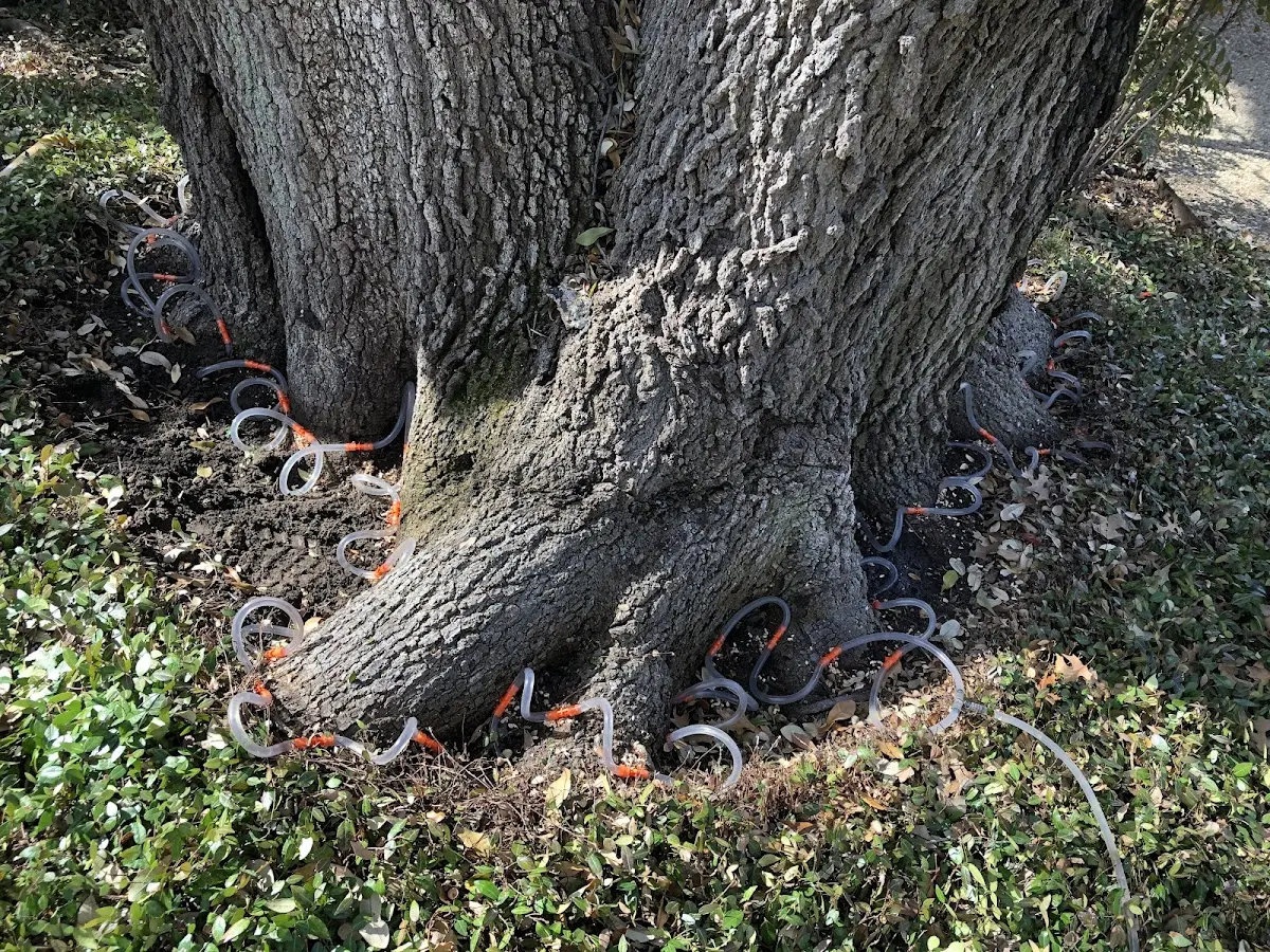 Detailed Tree Cabling and Bracing job site in Fairburn