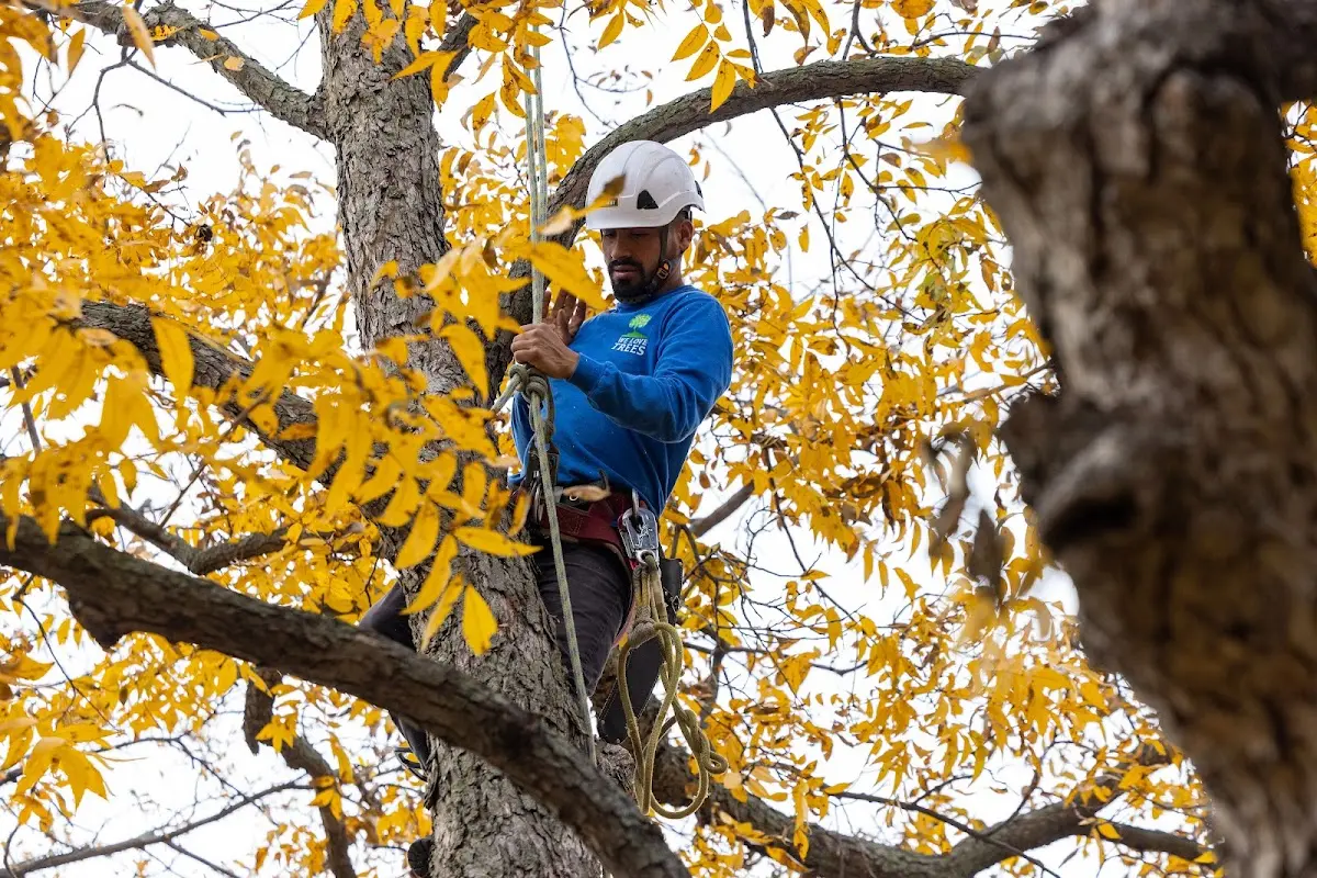 Skilled Tree Planing crew working in Fairburn