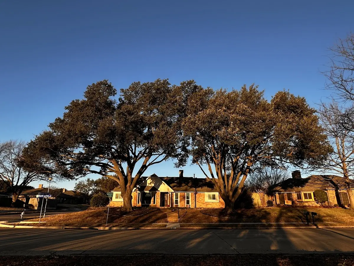 Established residential canopy tree shading a home in Fairburn